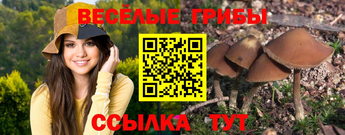 Псилоцибиновые грибы MAGIC MUSHROOMS  Вход с VPN  Гагарин  Галлюциногенные грибы Psilocybine cubensis 
